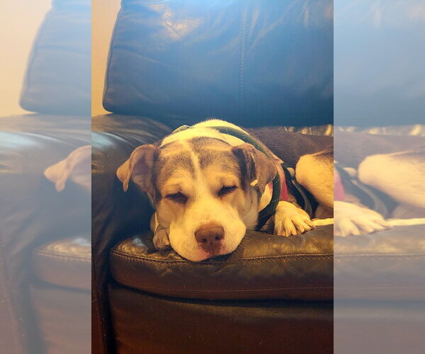 Medium Photo #2 Labrador Retriever-Unknown Mix Puppy For Sale in Salt Lake City, UT, USA