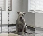 Small #4 American Bulldog-American Staffordshire Terrier Mix