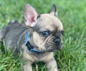 French Bulldog Puppy for sale in INDIANAPOLIS, IN, USA