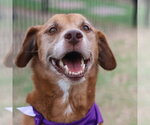 Small Labrador Retriever Mix
