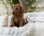 Puppy 1 Goldendoodle-Poodle (Miniature) Mix