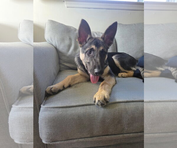 Medium Photo #1 German Shepherd Dog Puppy For Sale in La Grange , NC, USA