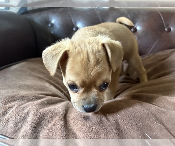 Medium Photo #25 Carlin Pinscher Puppy For Sale in COBB, WI, USA