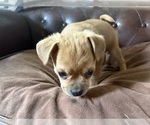 Small Photo #25 Carlin Pinscher Puppy For Sale in COBB, WI, USA