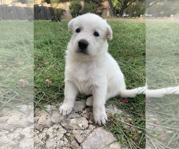 Medium Photo #7 German Shepherd Dog Puppy For Sale in SAN ANTONIO, TX, USA