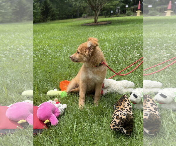 Medium Photo #2 Australian Shepherd Puppy For Sale in Yardley, PA, USA