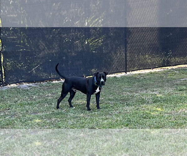 Medium Photo #3 American Bulldog-Unknown Mix Puppy For Sale in Miami, FL, USA