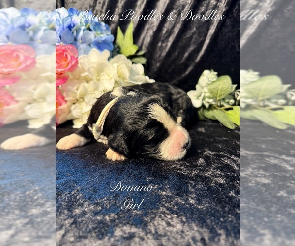 Medium Photo #9 Golden Mountain Doodle  Puppy For Sale in SAINT CLOUD, MN, USA