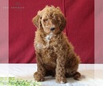 Small #2 Goldendoodle-Poodle (Miniature) Mix