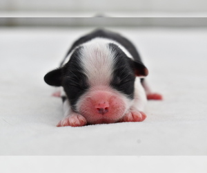 Shih Aussie Puppy for sale in PALM COAST, FL, USA