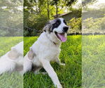 Small #4 Great Pyrenees