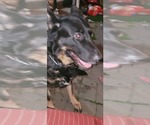 Small #6 German Shepherd Dog