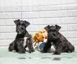 Schnauzer (Miniature) Litter for sale in BALTIC, OH, USA