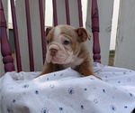 Small Photo #5 English Bulldog Puppy For Sale in GOSHEN, IN, USA