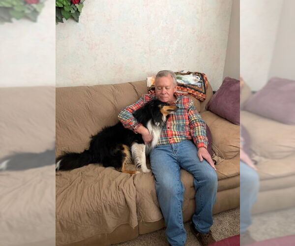 Medium Photo #3 Mutt Puppy For Sale in Pueblo West, CO, USA