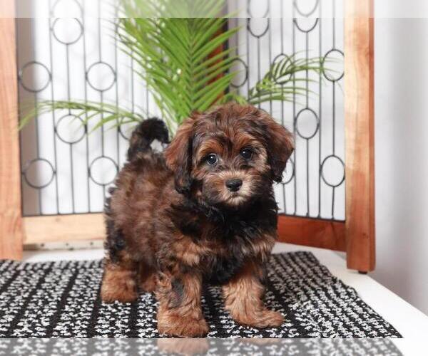 Medium Photo #3 ShihPoo Puppy For Sale in NAPLES, FL, USA