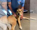 Small #1 Retriever  Mix
