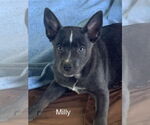 Small #3 Australian Kelpie Mix