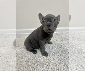 French Bulldog Puppy for sale in CHARLESTON, SC, USA