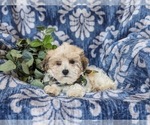 Small #5 Maltipoo