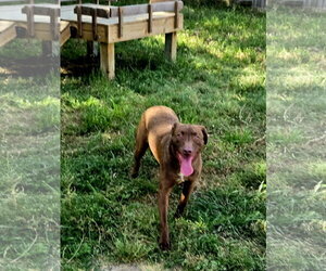 Labrador Retriever-Unknown Mix Dogs for adoption in Jackson, MS, USA