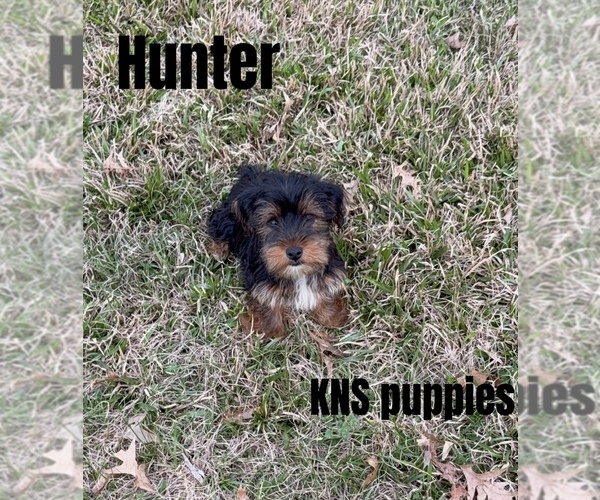 Medium Photo #1 Yorkshire Terrier Puppy For Sale in NACOGDOCHES, TX, USA
