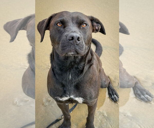 Medium Photo #10 Labrador Retriever-Unknown Mix Puppy For Sale in San Diego, CA, USA