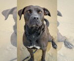 Small #9 Labrador Retriever Mix