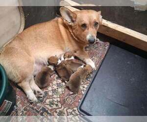 Pembroke Welsh Corgi Puppy for sale in MIDDLEBURGH, NY, USA