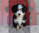 Small Photo #4 Miniature Bernedoodle Puppy For Sale in ITASCA, TX, USA