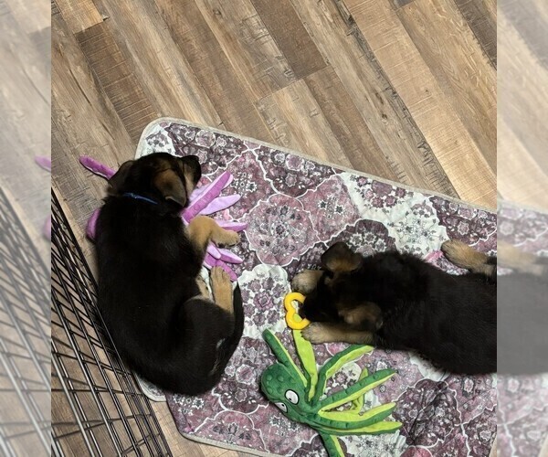 Medium Photo #6 German Shepherd Dog Puppy For Sale in SACRAMENTO, CA, USA