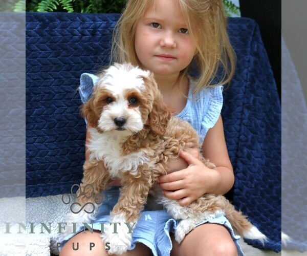 Medium Photo #5 Cavapoo (Miniature) Puppy For Sale in NARVON, PA, USA