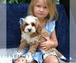 Small #4 Cavapoo (Miniature)