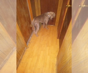 Father of the Weimaraner puppies born on 09/21/2025