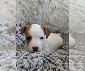 Jack Russell Terrier Puppy for Sale in FREDERICKSBURG, Ohio USA