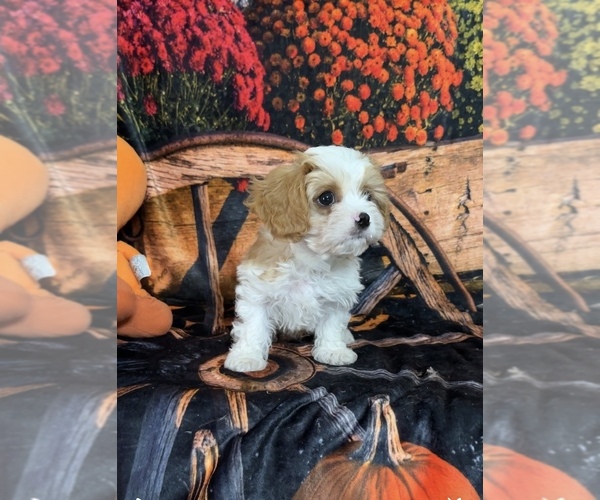 Medium Photo #5 Cavapoo Puppy For Sale in GREENVILLE, MO, USA