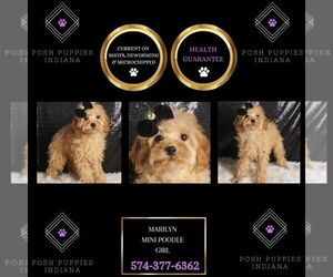 Maltese Puppy for sale in WARSAW, IN, USA