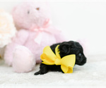 Small Photo #5 Pomeranian-Poodle (Toy) Mix Puppy For Sale in LITTLE ROCK, AR, USA