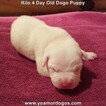 Small Photo #137 Dogo Argentino Puppy For Sale in JANE, MO, USA