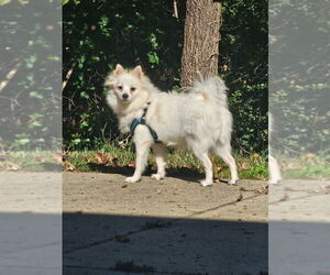 Pomeranian Dogs for adoption in Mooresville, NC, USA