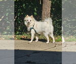 Small Pomeranian