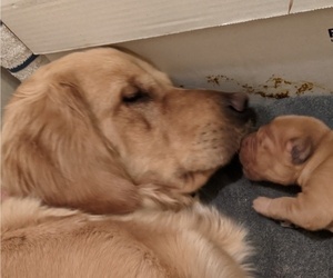 Mother of the Golden Retriever puppies born on 03/12/2023