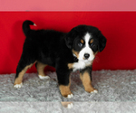 Small #2 Bernese Mountain Dog