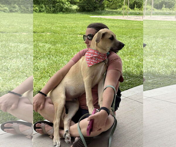 Medium Photo #5 Labrador Retriever-Unknown Mix Puppy For Sale in Germantown, OH, USA
