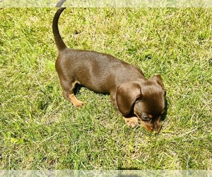 Dachshund Litter for sale in THREE RIVERS, MI, USA