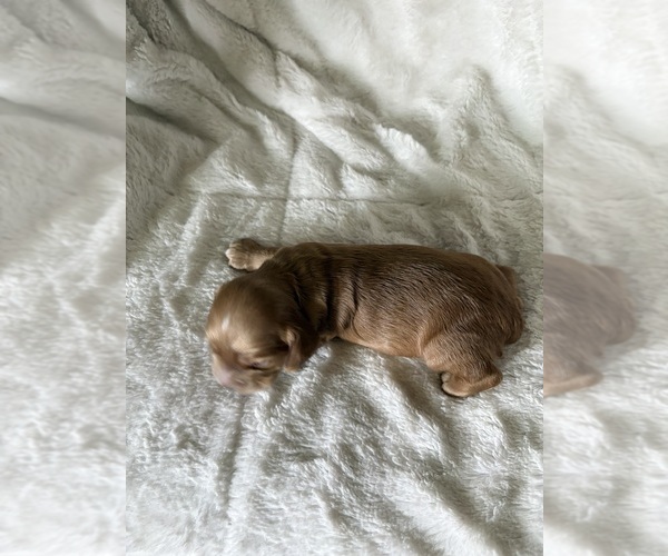 Medium Photo #2 Cocker Spaniel Puppy For Sale in LEANDER, TX, USA