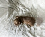 Small #1 Cocker Spaniel