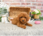 Small #8 Poodle (Miniature)