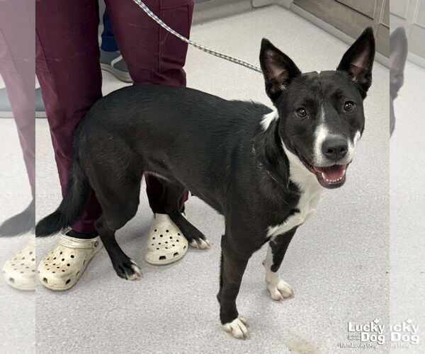 Medium Photo #2 Border Collie-Unknown Mix Puppy For Sale in Washington, DC, USA