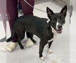 Small #1 Border Collie Mix